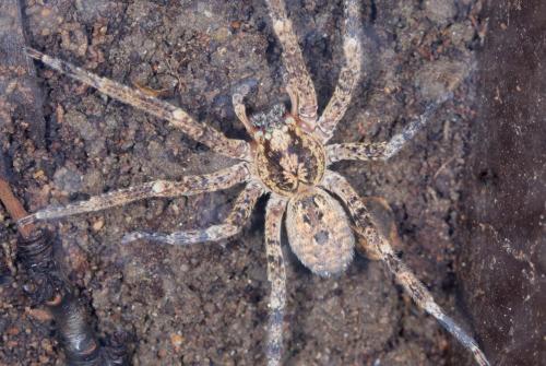 Réf. 332 340 : Zoropsis spinimana